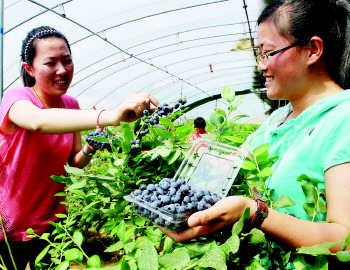 沈阳蓝莓大棚里面怎么避免雾气的产生