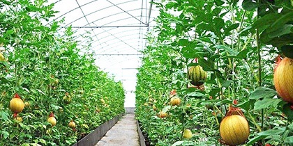 黑龙江水果大棚内种植的植物有什么优点